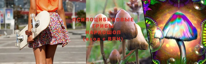 Псилоцибиновые грибы Psilocybe  Артёмовск 